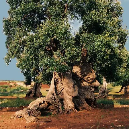 דירה Il Tramonto אוסטוני